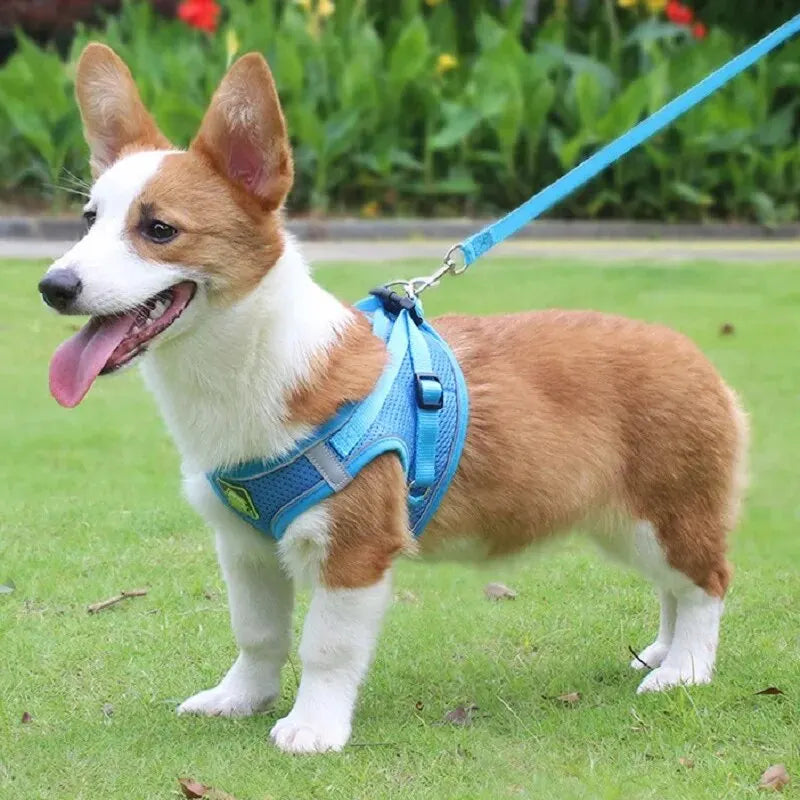 Reflective No-Pull Harness & Leash Set