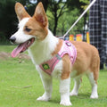 Reflective No-Pull Harness & Leash Set