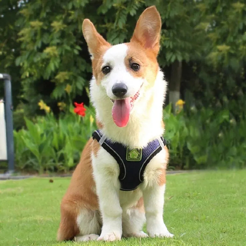Reflective No-Pull Harness & Leash Set