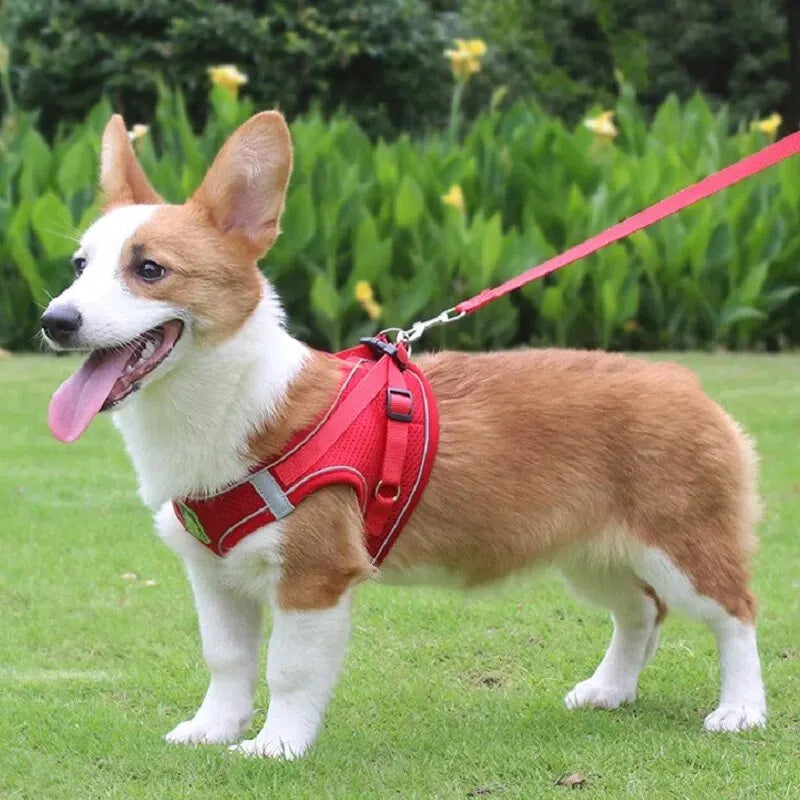 Reflective No-Pull Harness & Leash Set